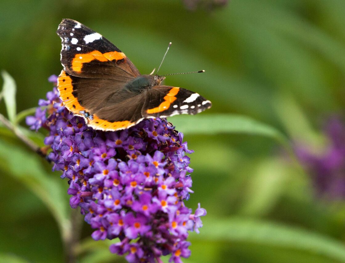 Habitats for wildlife